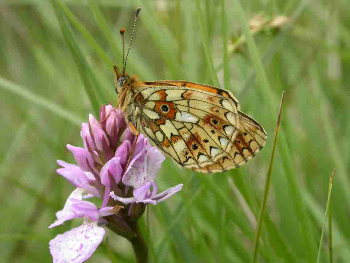 Small Pearl-bordered Fritillary - Sam Ellis